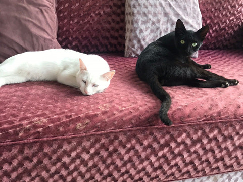 Dubai Desert Horse Ride Experience-迪拜必去景点