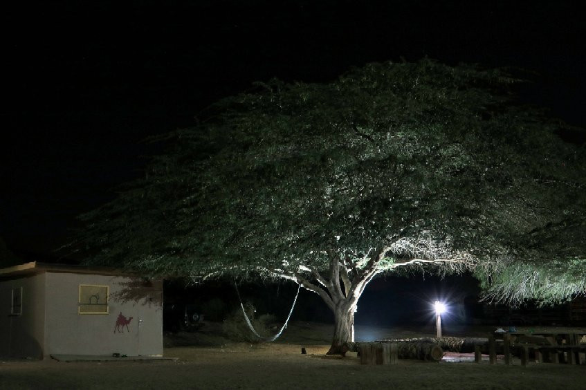 Negev Camel Ranch-Dimona必去景点