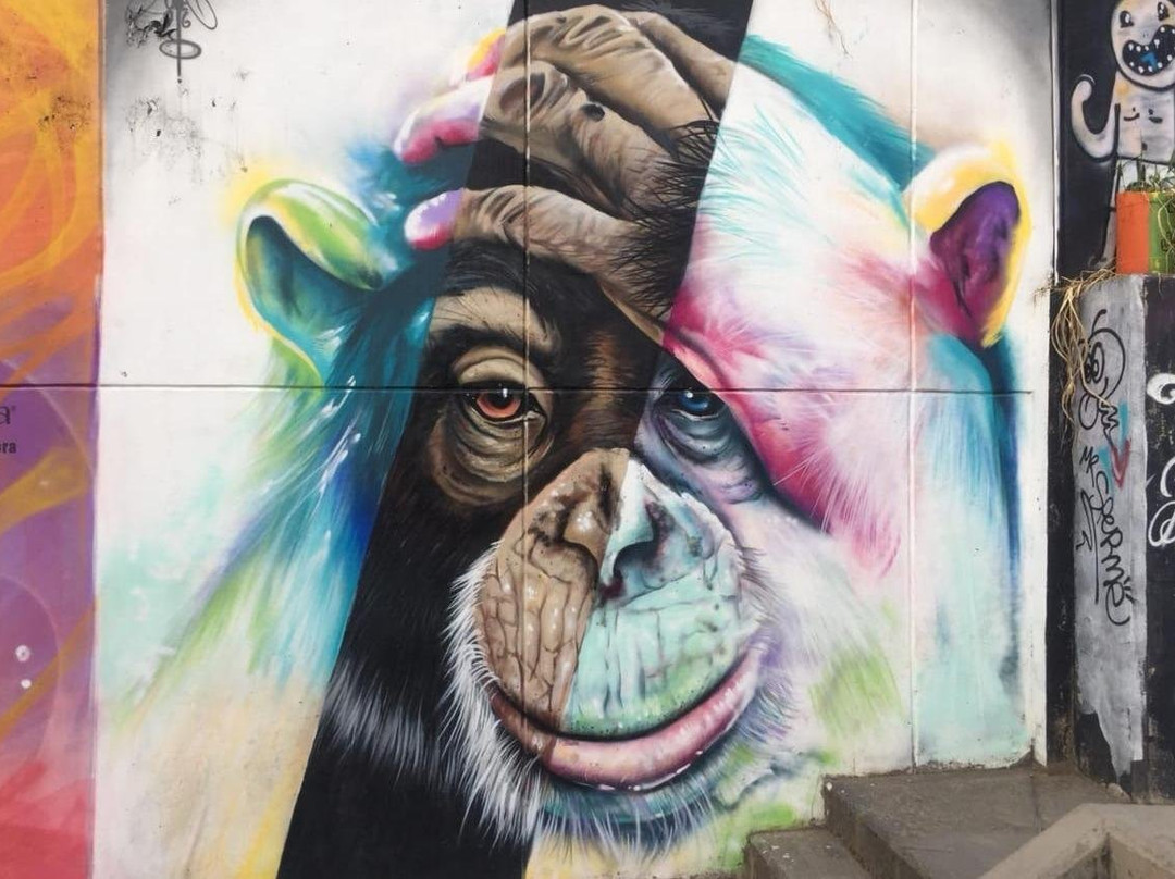 Pura Vida Private Tours-麦德林必去景点