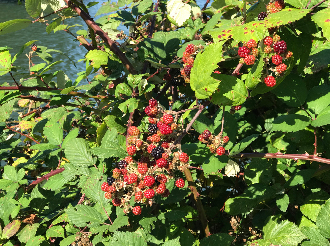 Astoria Oregon Riverwalk-阿斯托里亚必去景点