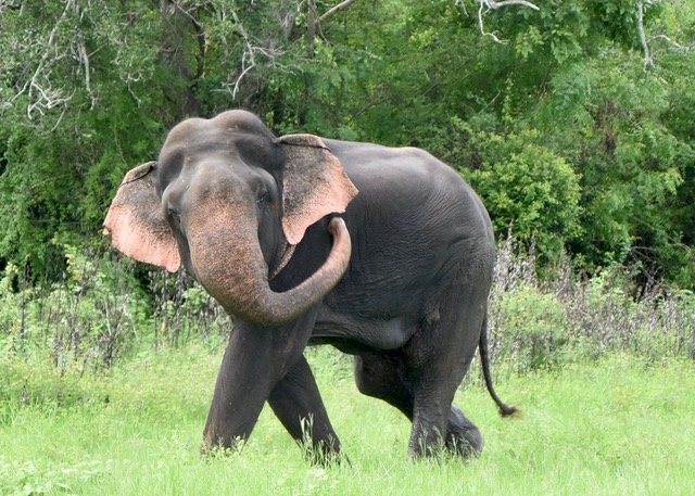 Minneriya  Safari & Taxi Service-丹布拉必去景点