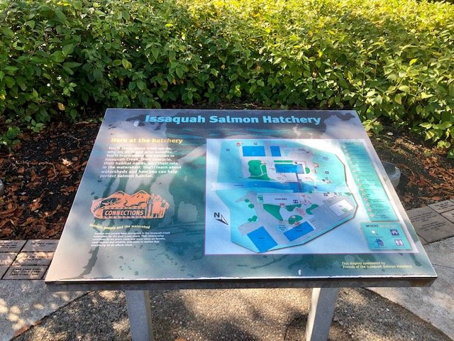 Issaquah Salmon Hatchery景点图片