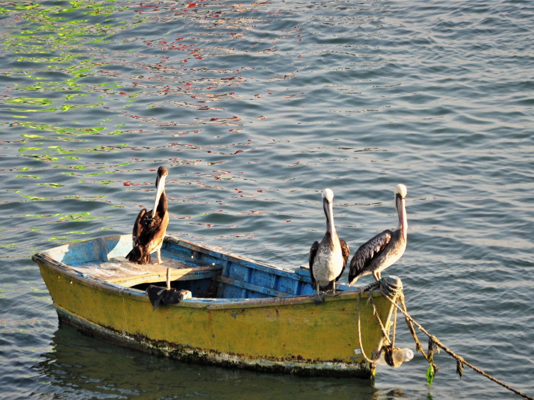 Playa Tortugas-Casma必去景点
