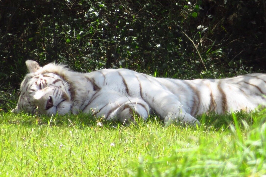 Jukani Wildlife Sanctuary-The Crags必去景点