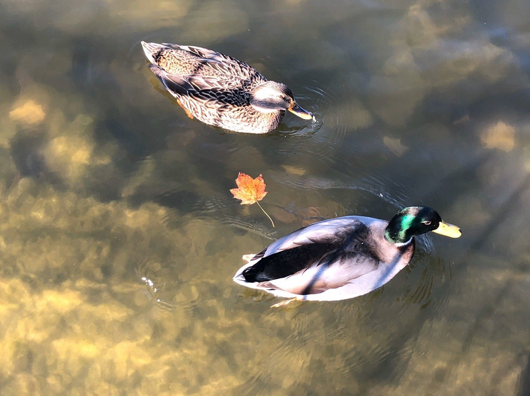 Gypsy Hill Park-斯汤顿必去景点