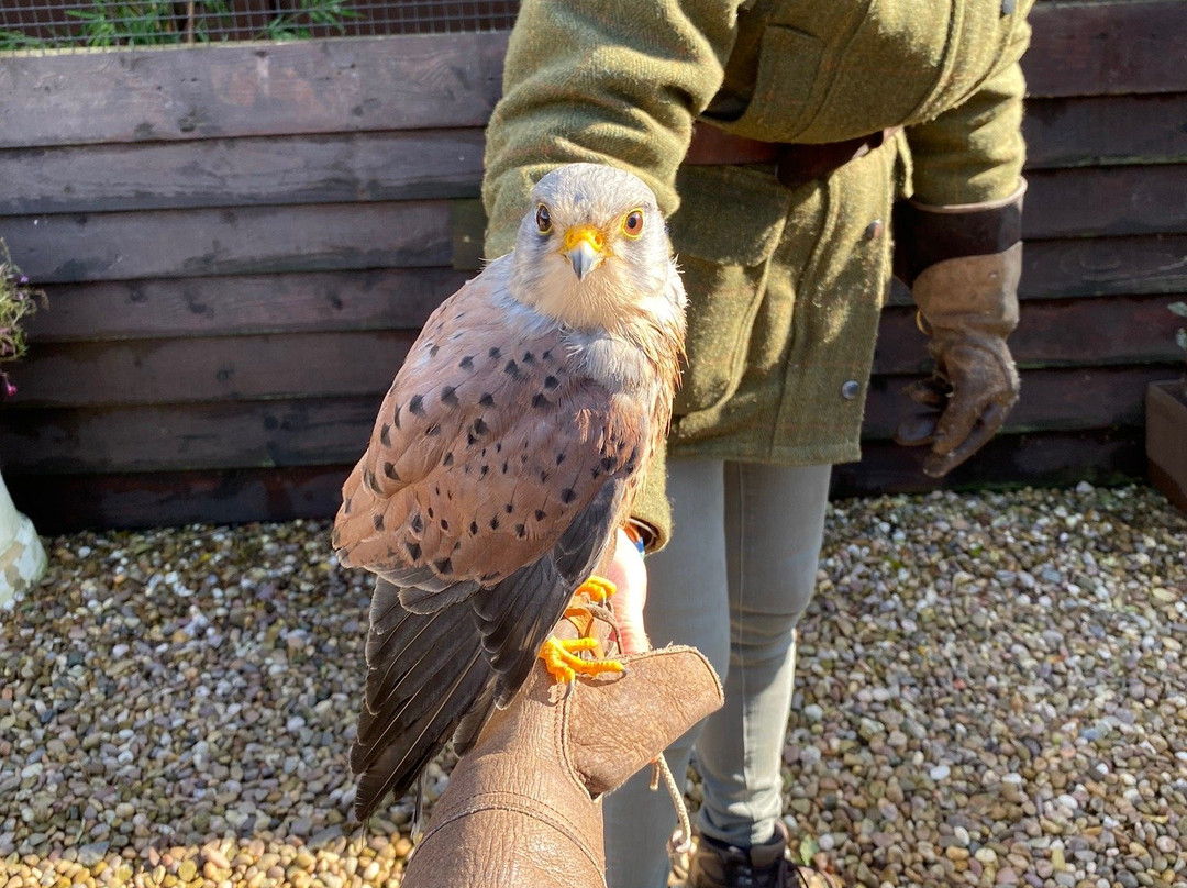 Fir Tree Falconry-班伯里必去景点