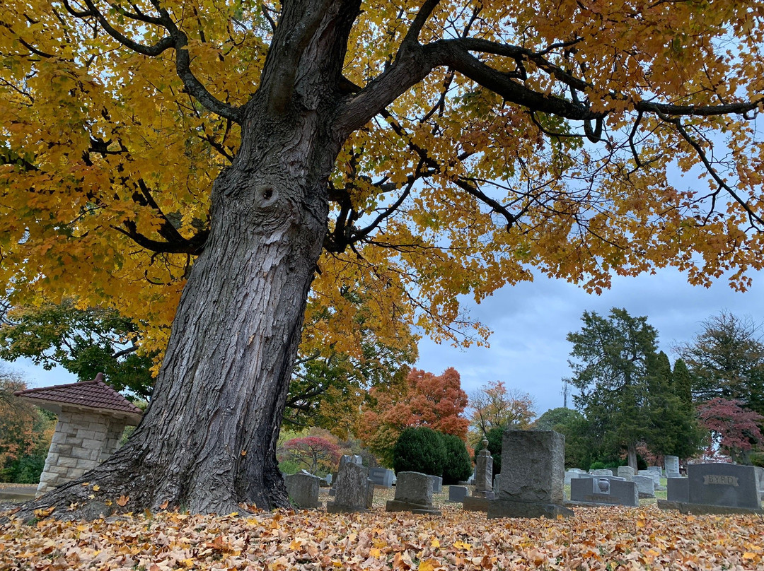 Thornrose Cemetery景点图片