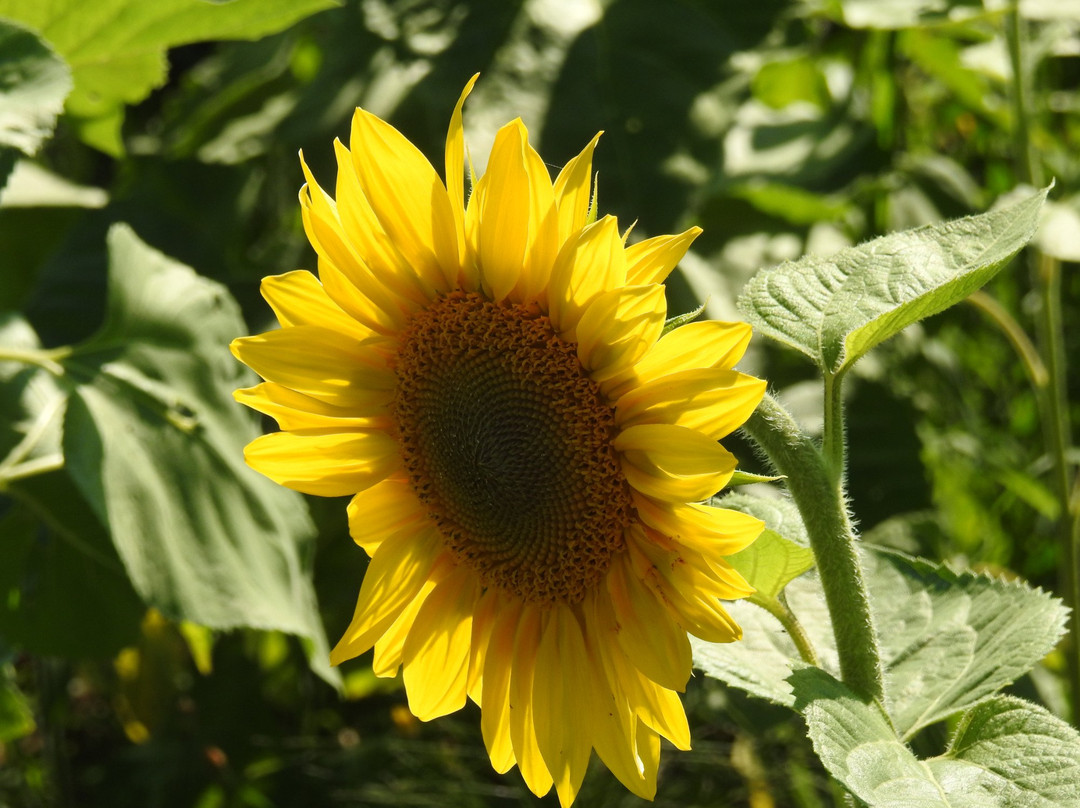 Newport Landing旅游景点-Dakeyne Farm