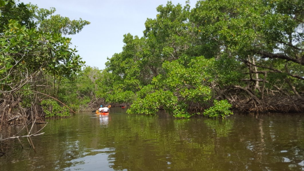 Gambia Kayaking景点图片
