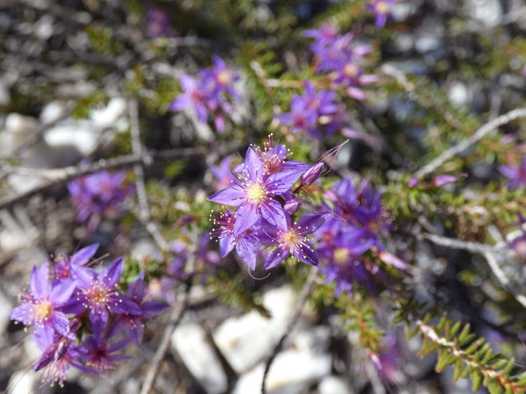 Sepulcralis Hill Lookout