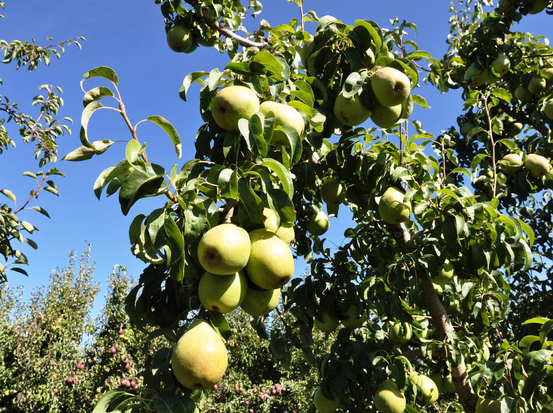Parkdale旅游景点-Kiyokawa Family Orchards