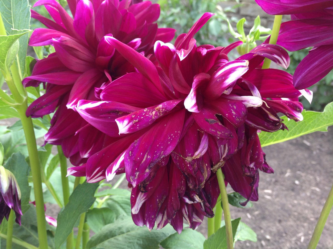 Dahlia Hill景点图片