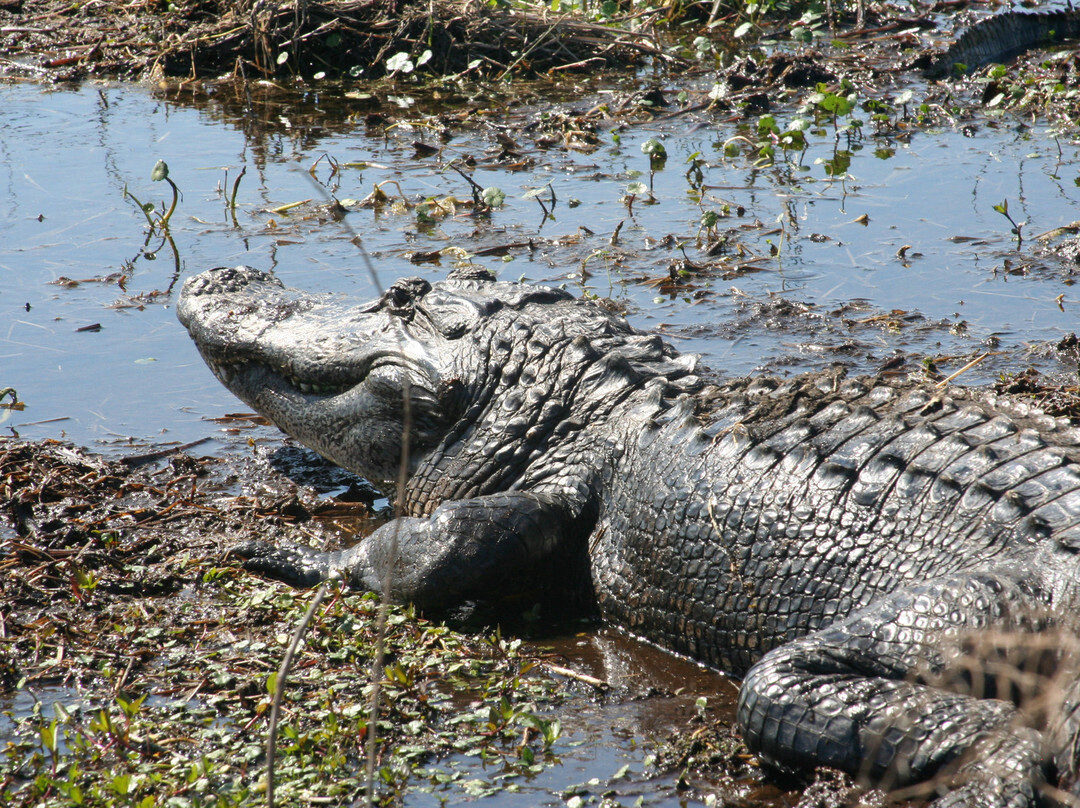 Bayou Black Airboat Swamp Tours景点图片