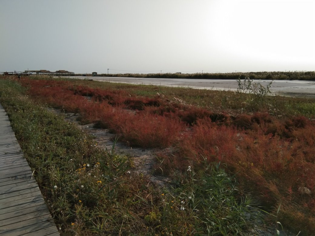 红海滩风景区-大洼县必去景点