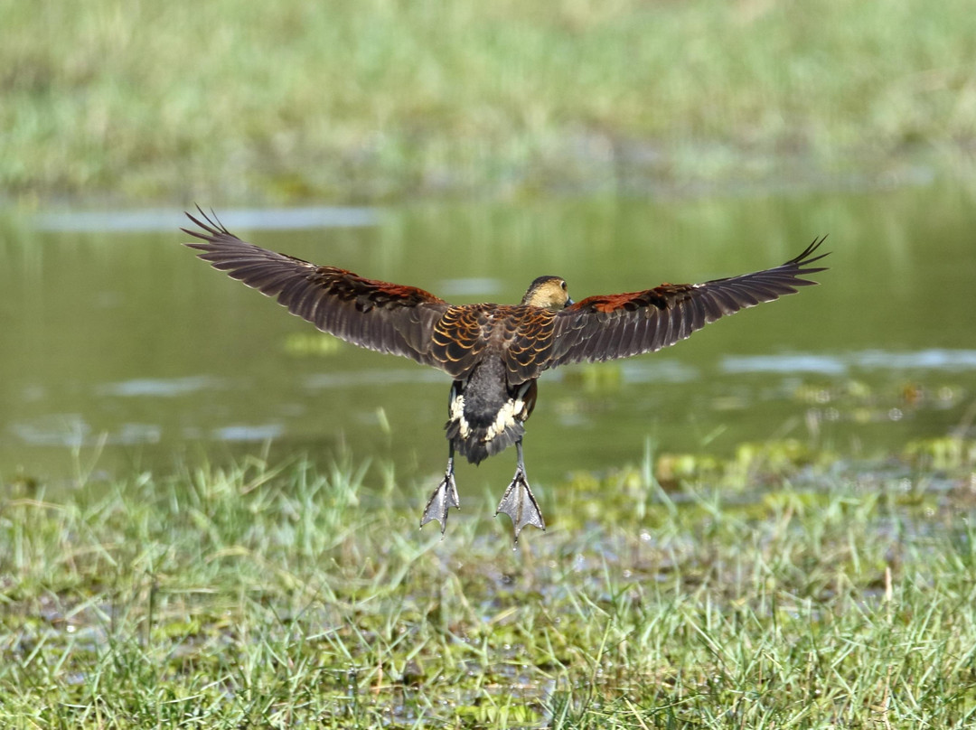 Adrian Trevor Bin F. E. Migiu-山打根必去景点