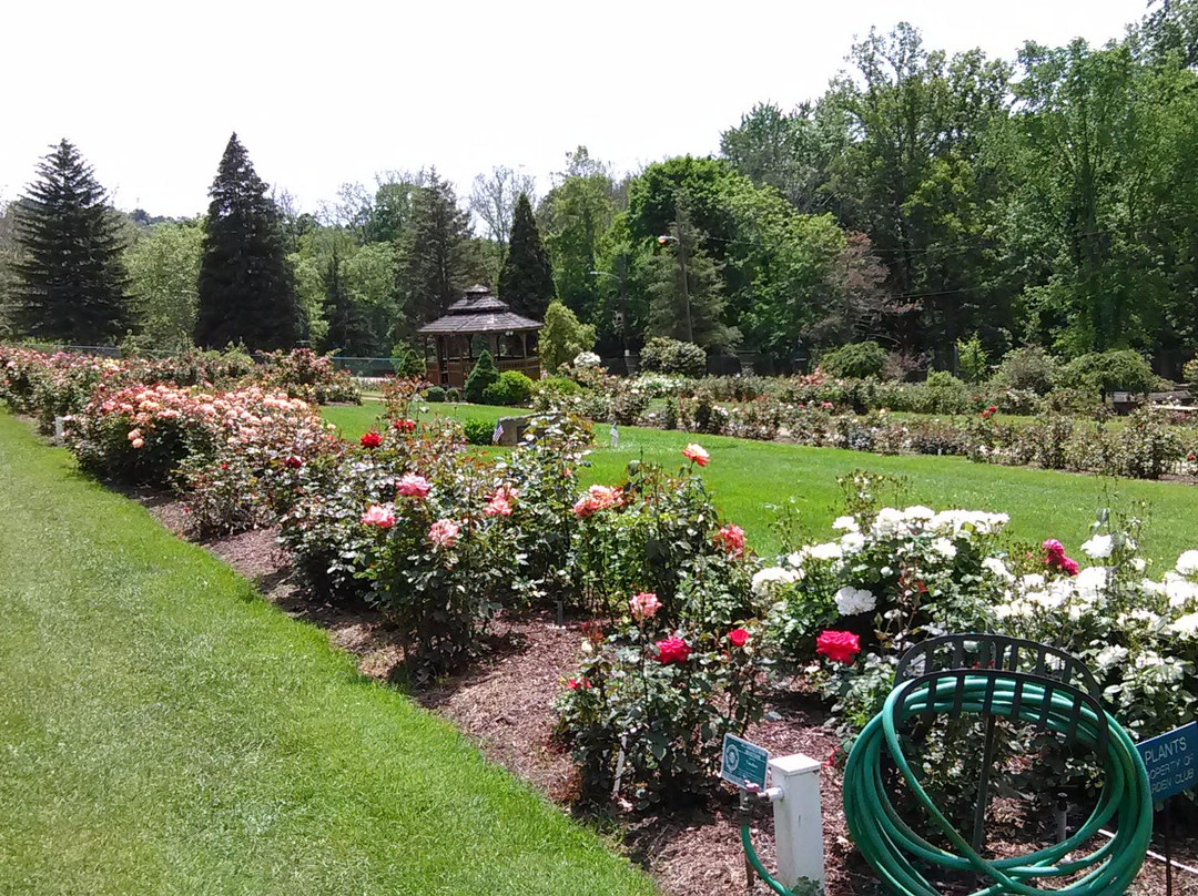 Renziehausen Park Rose Garden景点图片
