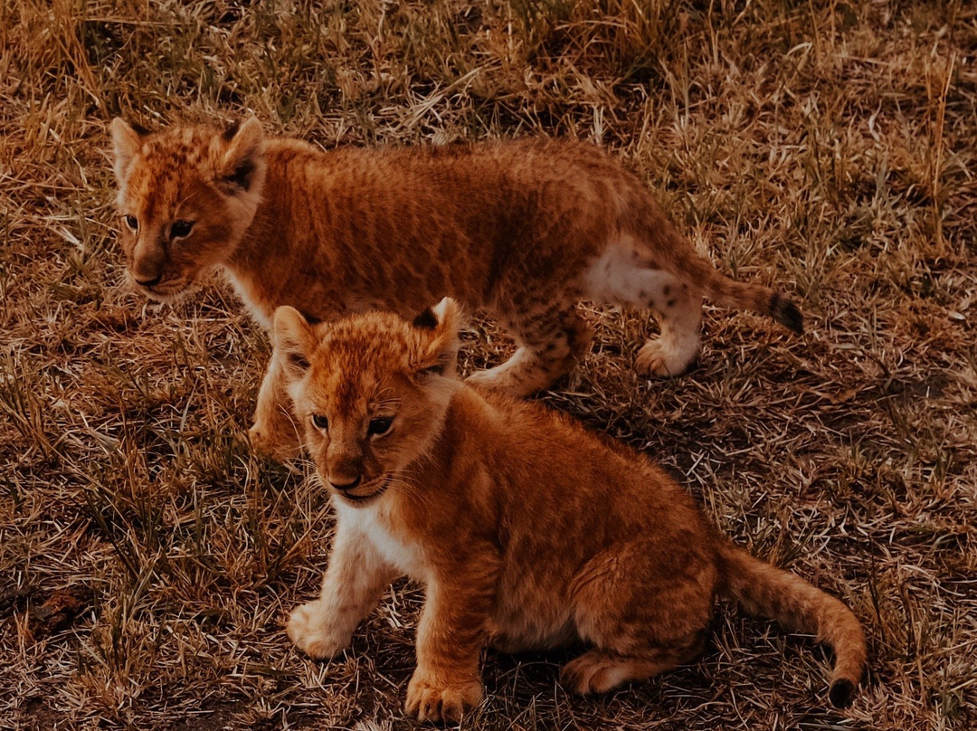 Cheetah Tours Ltd景点图片