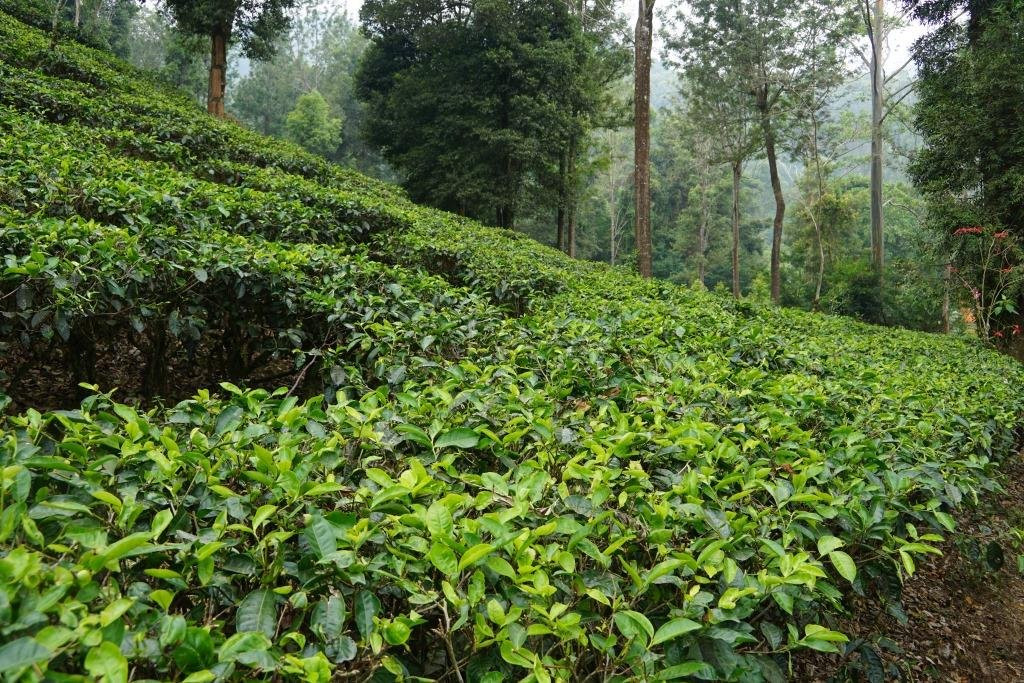 Gunung Mas Tea Gardens景点图片