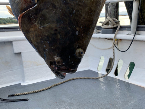 Kodiak Island Charters-Kodiak必去景点