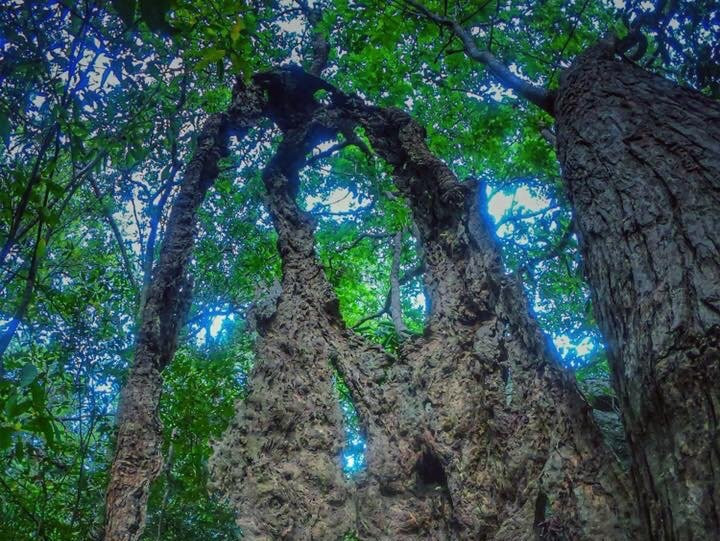 Kudumbigala Monastery-阿鲁甘湾必去景点