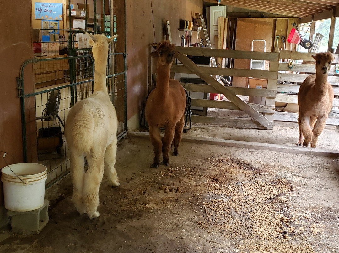 Alpaca Dreams景点图片