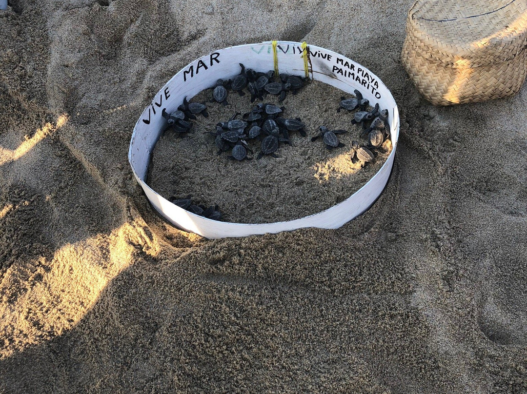 Campamento Tortuguero Palmarito-埃斯孔迪多港必去景点