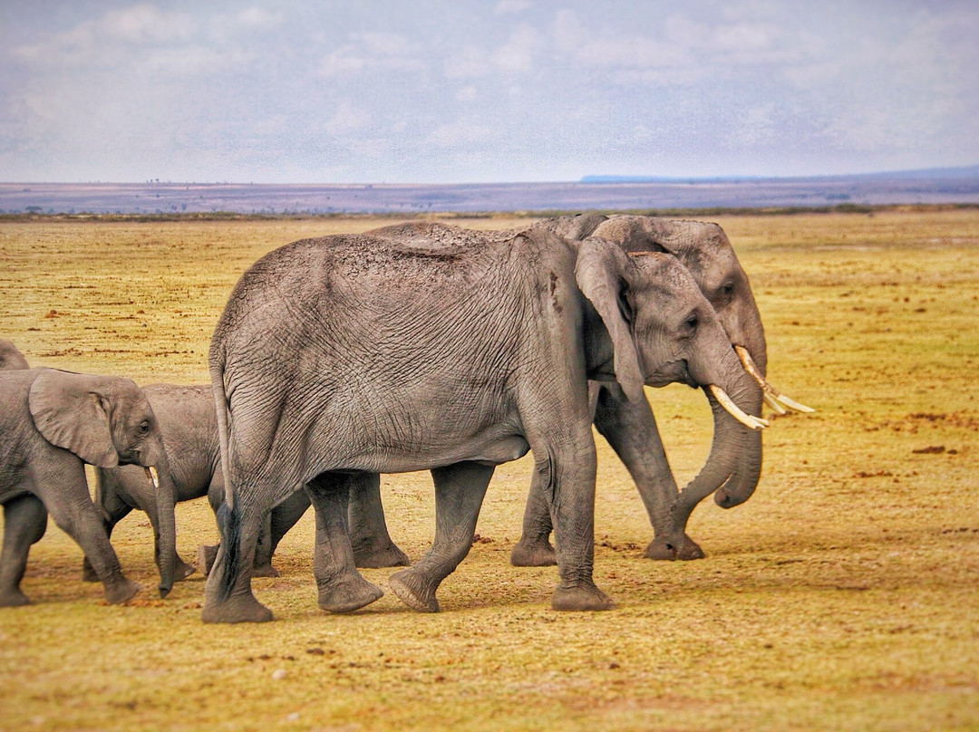 Kenya Safari景点图片