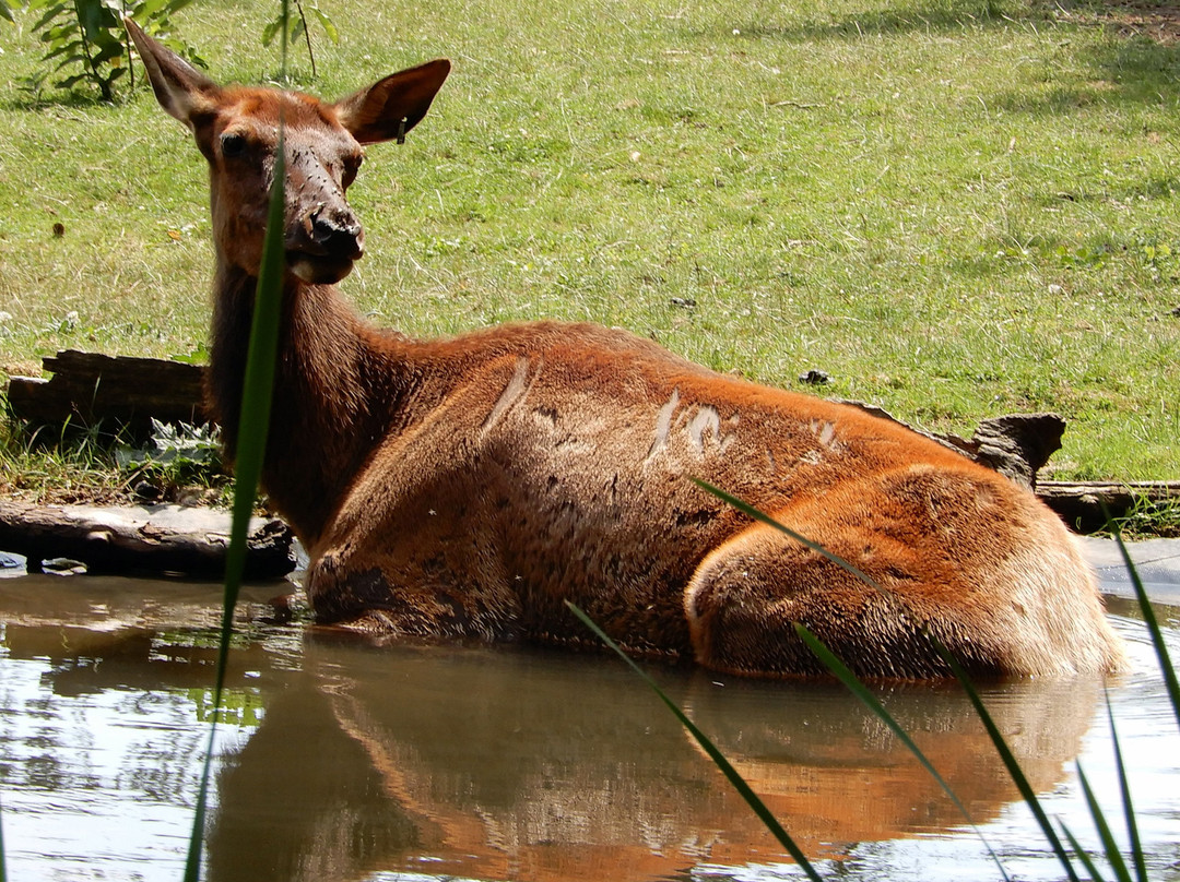 New York State Zoo at Thompson Park-Watertown必去景点