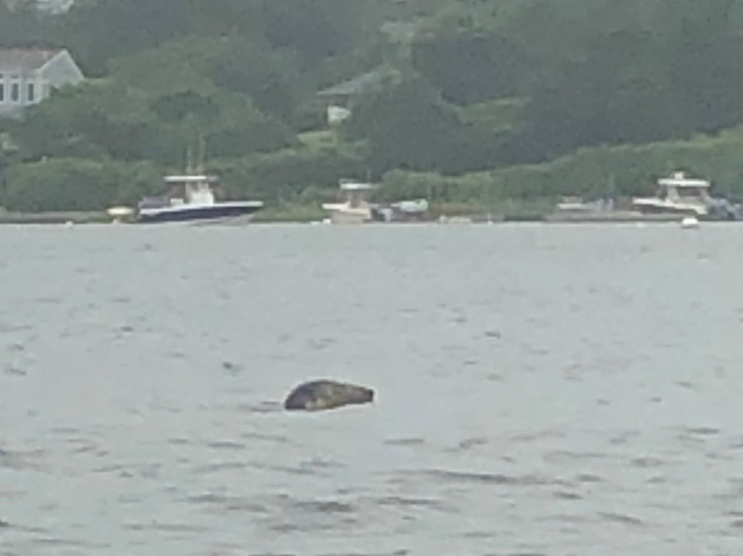 Chatham Kayak Company - Guided Tours-查塔姆必去景点