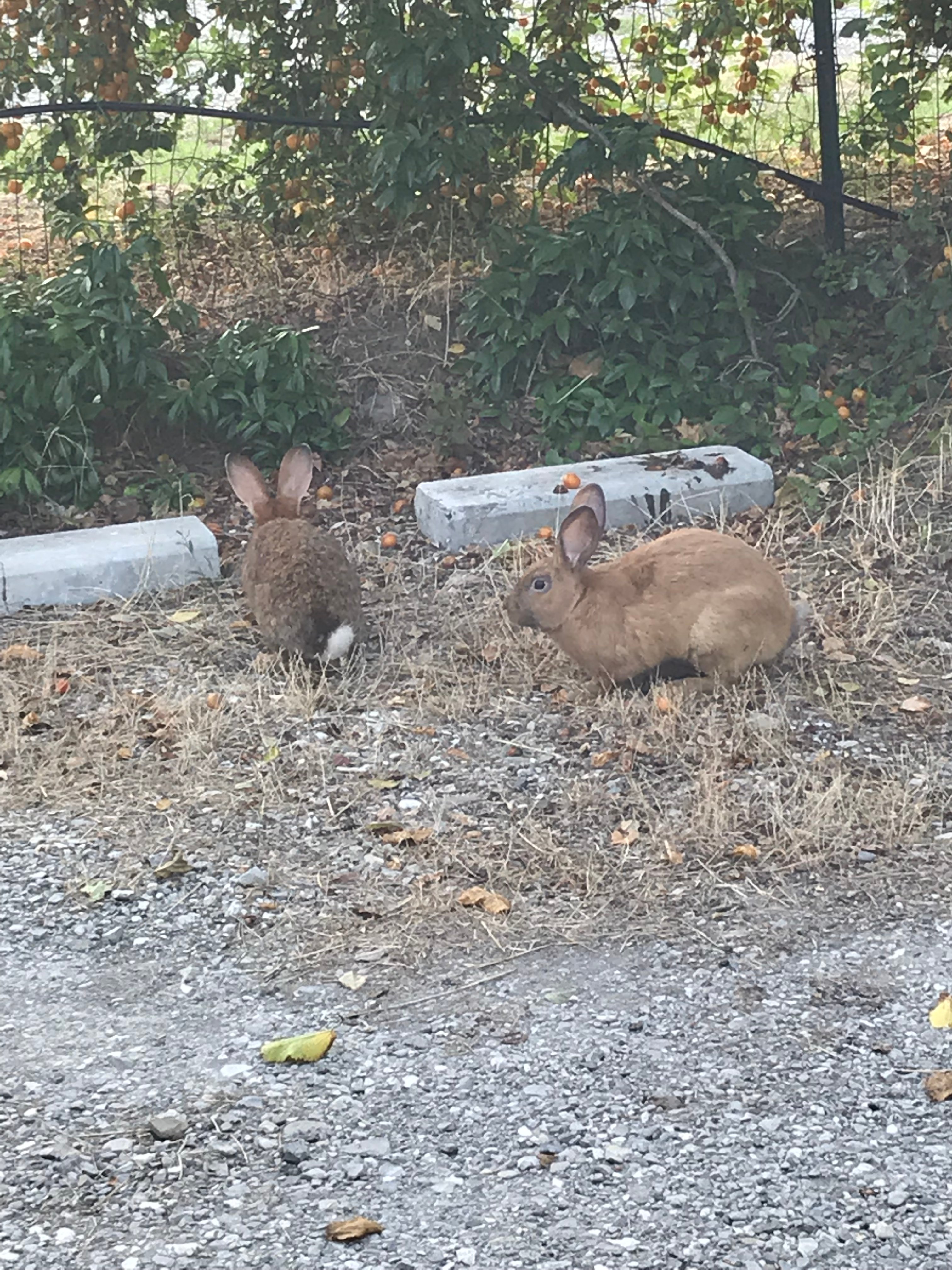 Albero Cavo B&B-官方