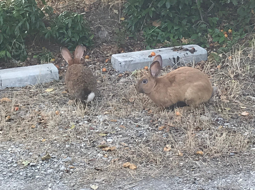 Albero Cavo B&B主图