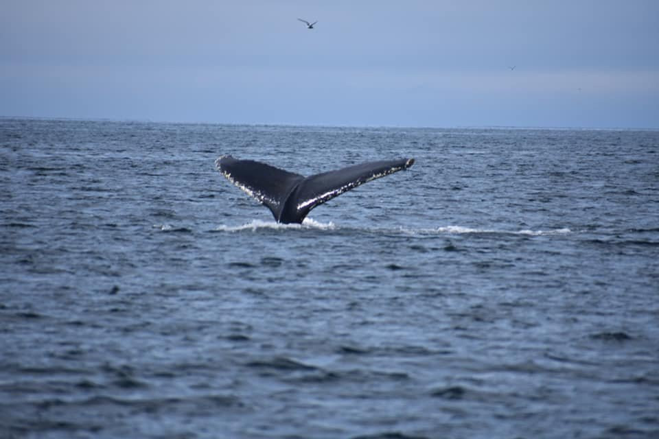 Amazing Westfjords-伊萨菲厄泽必去景点