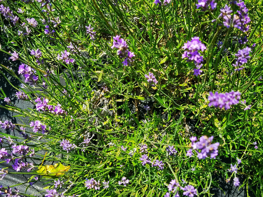Lakeside Lavender and Herbs景点图片