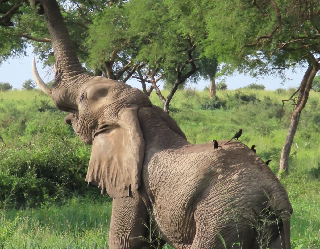 Irembo Africa Safaris Ltd-坎帕拉必去景点