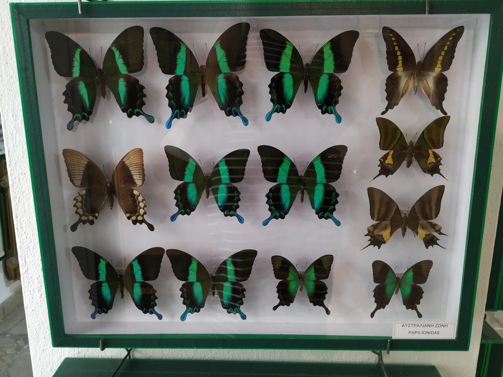 Entomological Museum of Volos-沃洛斯必去景点