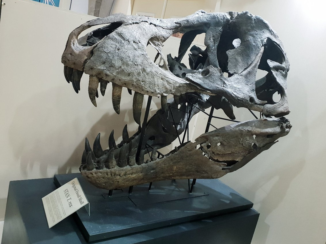 The Museum @ Black Hills Institute景点图片