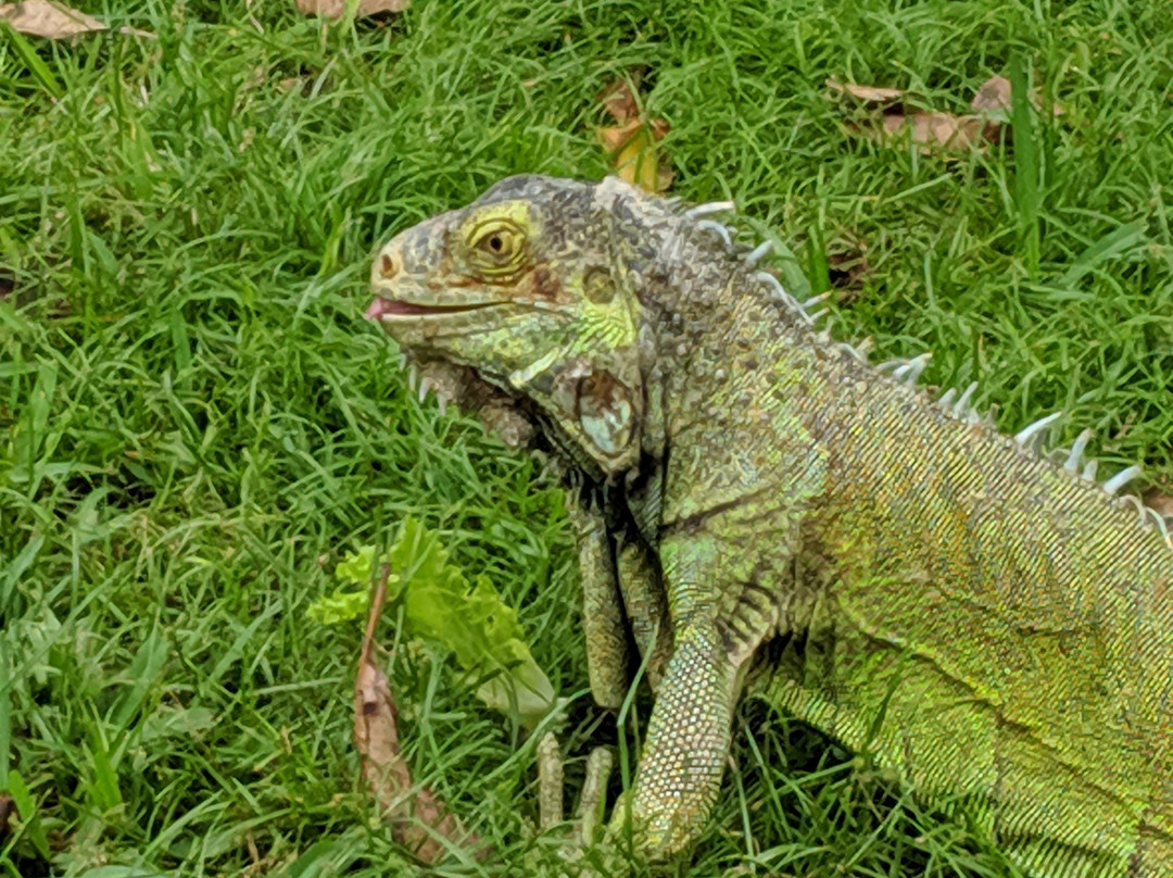 VIP Costa Rica Transportation and Tours-利比里亚必去景点