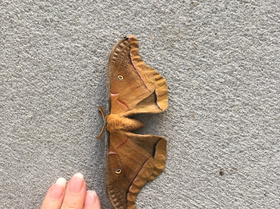 Florida Polytechnic University-莱克兰必去景点