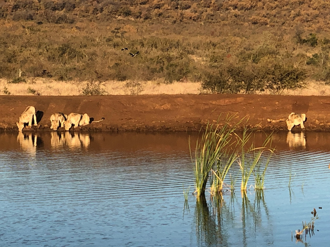Morukuru Family Madikwe