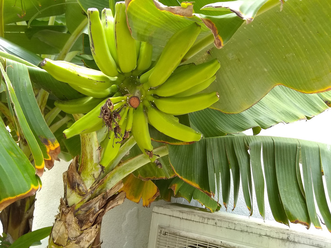 Turtle's Nest Beach Resort主图