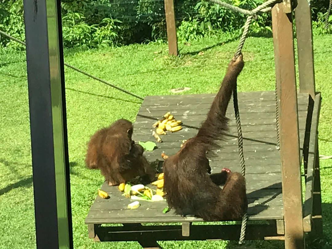 Sepilok Tropical Wildlife Adventure景点图片