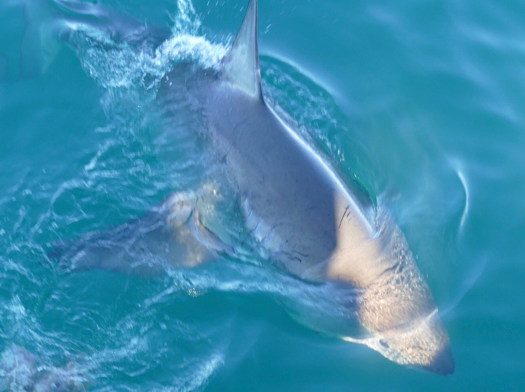 Great White Shark Tours景点图片