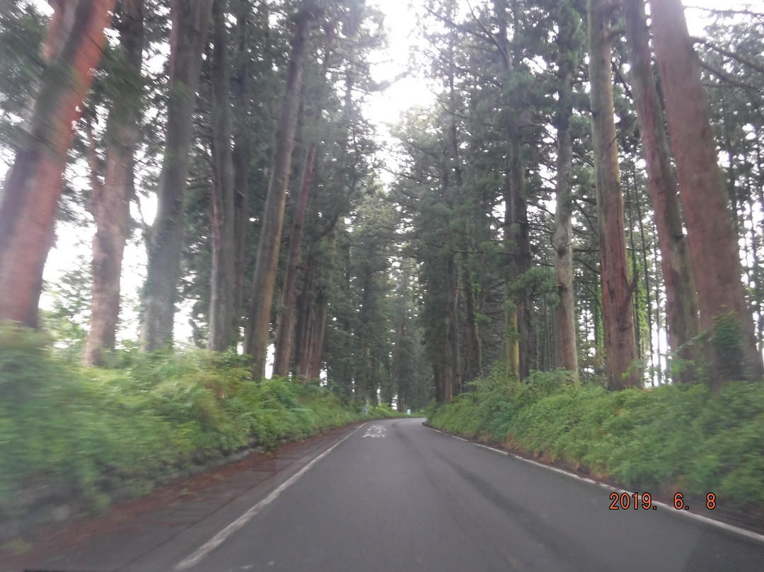 Cryptomeria Avenue-日光市必去景点