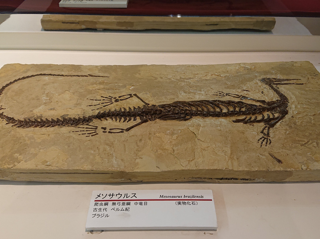 Kuzuu Fossil Museum-佐野市必去景点