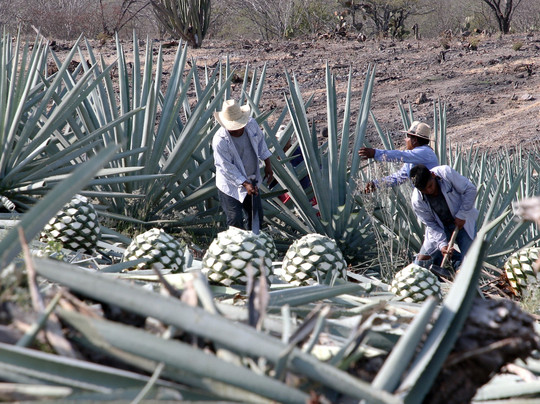 Tour Zignum-Tlacolula必去景点