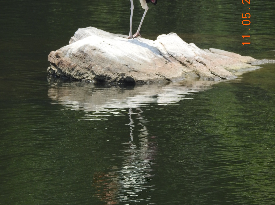 Ranganathittu Bird Sanctuary景点图片