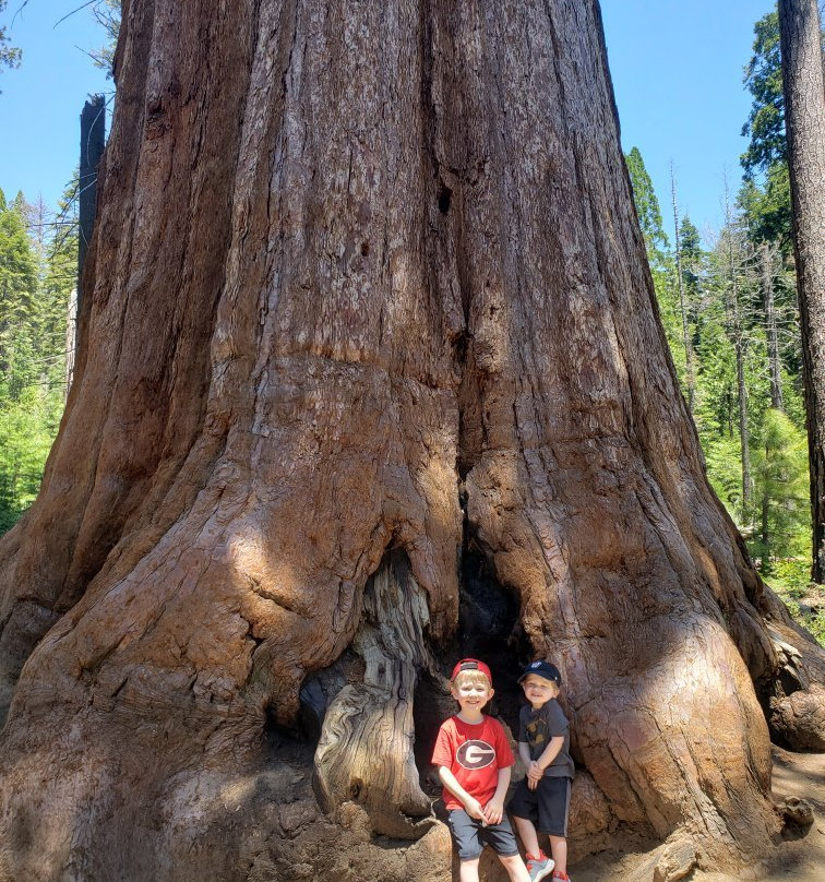 Mariposa Grove of Giant Sequoias景点图片