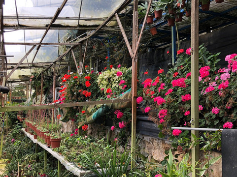 Healthy Strawberry Farm-丹那拉塔必去景点