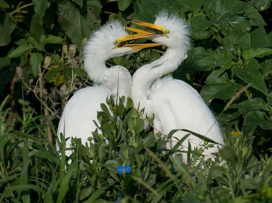 Aransas Bay Birding Charters景点图片