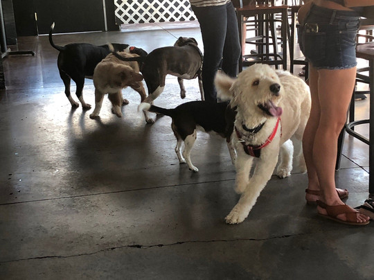 Lucky Dog Bark & Brew-科尼利厄斯必去景点